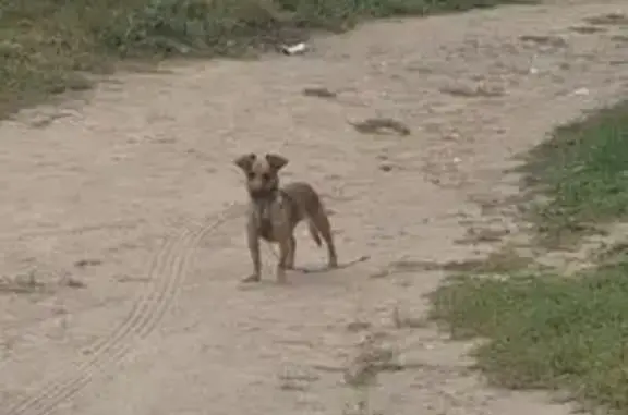 Найдена собака, ул. Луначарского, 208