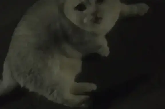 Найдена кошка, Новочебоксарск, фото: Кошка найдена: ул. Восточная 23/4, Новочебоксарск