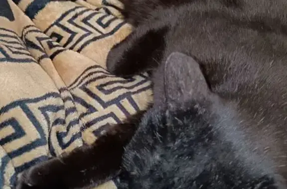 Пропала кошка, Западная ул., Абакан