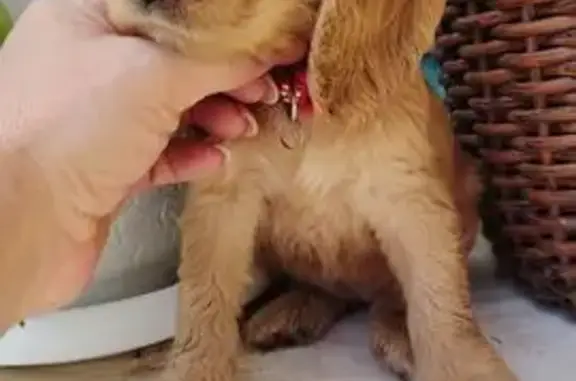 Собаки потеряшки, Славянск-на-Кубани, фото: Потеряшка кокер, Шаумяна 150, Славянск-на-Кубани