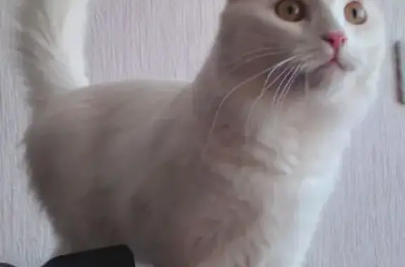 Найдена кошка, Нижний Новгород, фото: Кошка найдена: Борская ул, 15, Н. Новгород