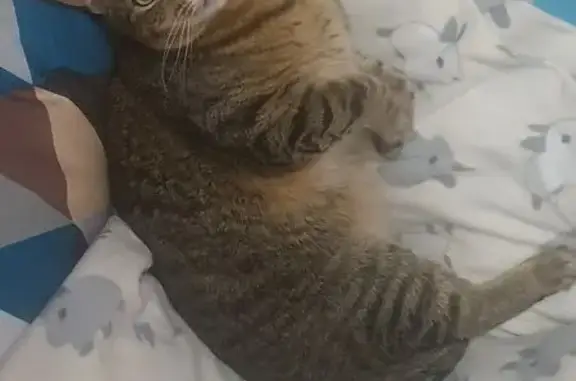 Пропала кошка, Крановая ул. 21, Н. Новгород