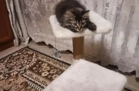 Пропала кошка, Волосковская Горка, Ржев