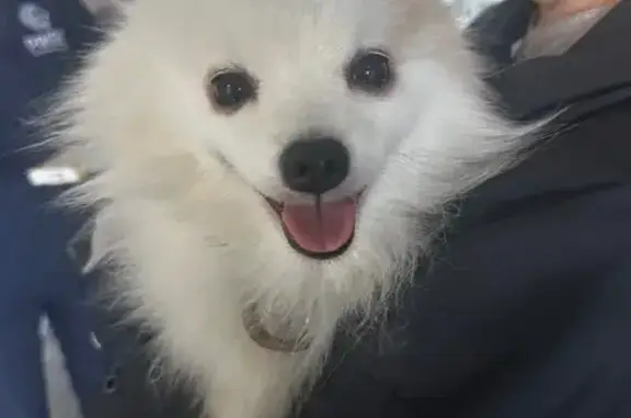 Найдена собака, Оренбург, фото: Найдена собака, пр. Гагарина 21/7, Оренбург