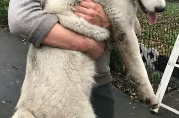 Собаки потеряшки, Верея, фото: Потеряшка хаски в Верея, 144Б, Раменское