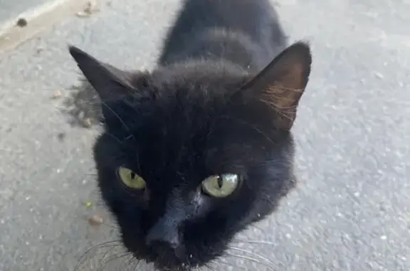 Найдена кошка, Гусь-Хрустальный, фото: Черная кошка найдена на Транспортной, 16