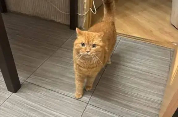 Пропал кот в Клюшниково, Костромская обл.