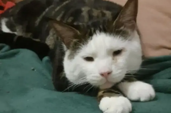 Пропал кот Снежик, Почтовая ул. 4, Усть-Абакан