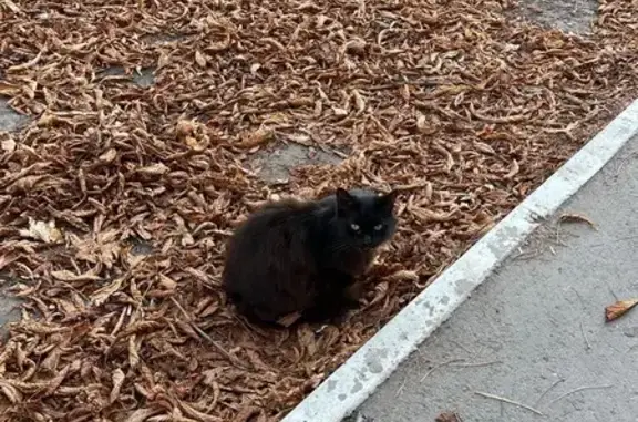 Найдена кошка, Саратов, фото: Кошка найдена на Большой Садовой, 149А