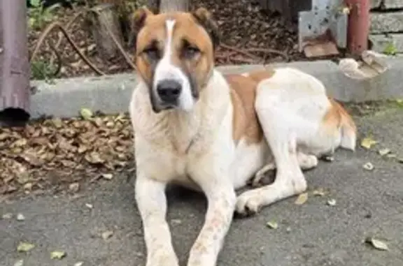 Найдена собака, Екатеринбург, фото: Собака найдена: Загорская ул, 11, Екб