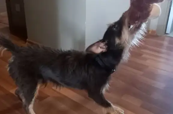 Найдена собака, Скорняжная ул., Краснодар