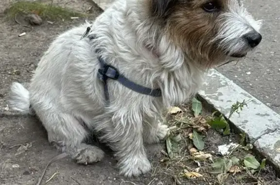 Найдена собака, Москва, фото: Найден Джек Рассел, Астрадамская ул., Москва