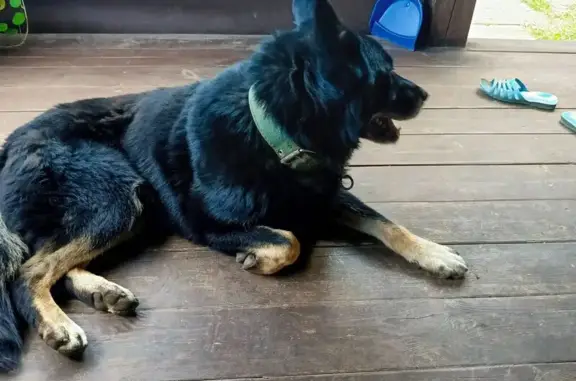 Найдена собака, , фото: Собака найдена на конечной №19, Кировская область