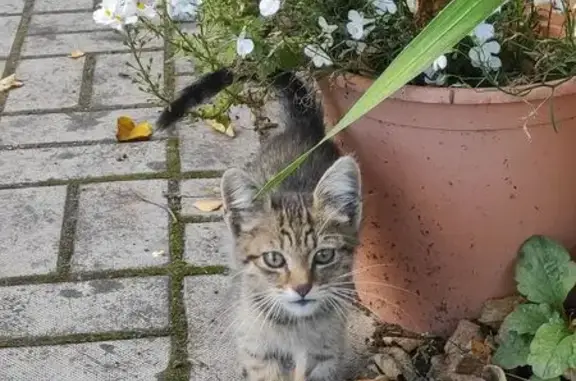 Найдена кошка, Нижний Новгород, фото: Кошка найдена у Белинского, 43, Н. Новгород