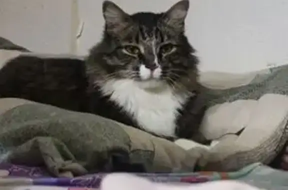 Пропала белая кошка, Нарва, Бегуницы