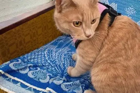 Кошки потеряшки, , фото: Потеряшка рыжая кошка, Ваньковка, Полевая 4