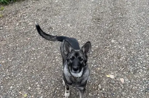 Найдена собака, Томск, фото: Найдена собака на Окружной улице, Томск