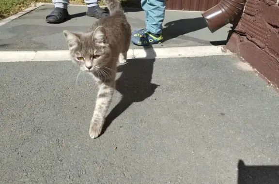 Кошка найдена на Рабочей, 26, Оренбург