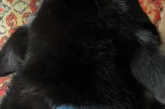 Найдена собака, сельское поселение Тулома, фото: Найдена собака, турбаза Фрегат, 27 км