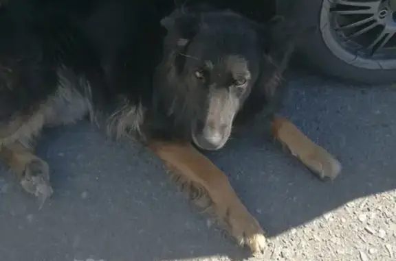 Собака найдена: Почтовая 84, Белгород