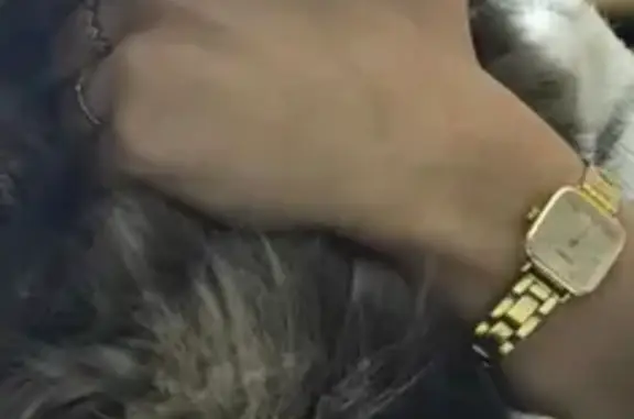 Кошки потеряшки, Котельнич, фото: Потеряшка кошка, Прудная ул., Котельнич