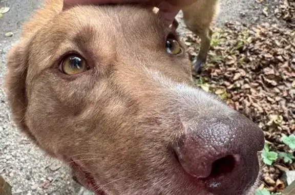 Собака найдена: 1-я Большая Окружная, 237