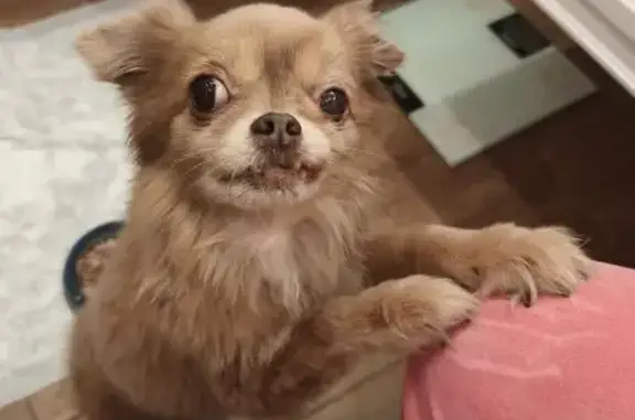 Объявления о пропавших и найденных животных, Москва, фото: Найдена собака, Братская ул., 27 к3