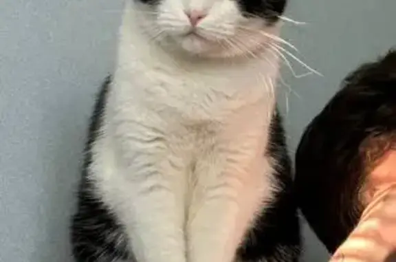 Кошки потеряшки, Нижегородская область, фото: Потеряшка кошка, Чкалова 17А, Дзержинск