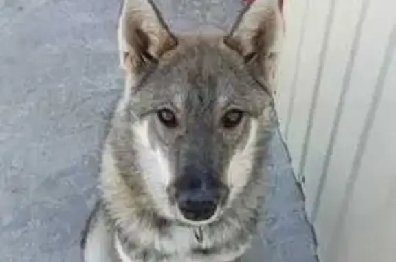 Пропала собака, ул. Манчаары 29, Якутск