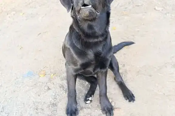 Найдена собака, Новосибирская область, фото: Щенок найден, СНТ Зелёный мыс 2, Новосибирск