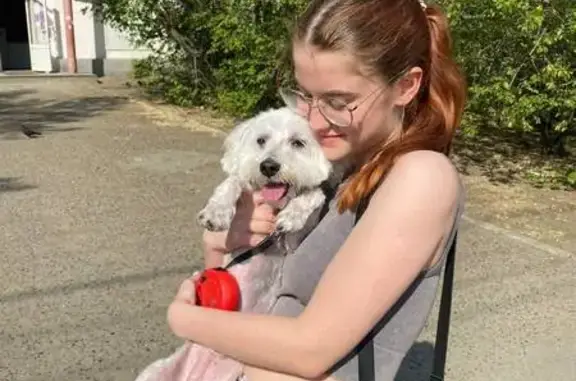 Пропала собака, Полковой проезд, Чита