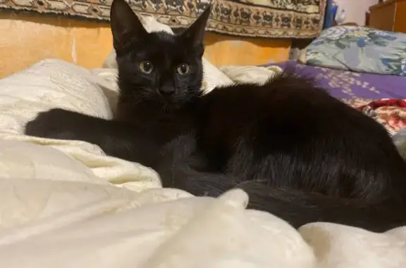 Кошки потеряшки, Майкоп, фото: Потеряшка котёнок, Спортивная 19, Майкоп