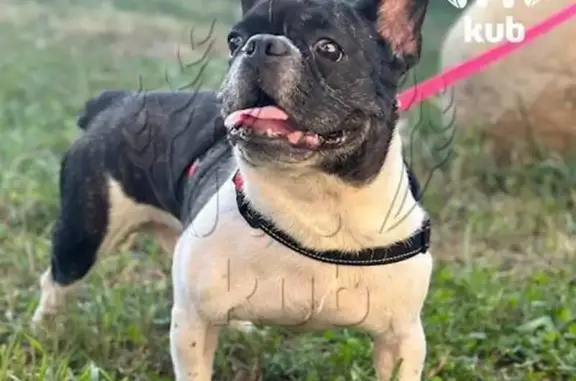 Пропали бульдоги, Средние Чубурки