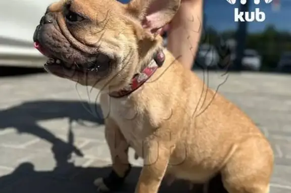 Пропали 5 бульдогов, Ср. Чубурки, КК