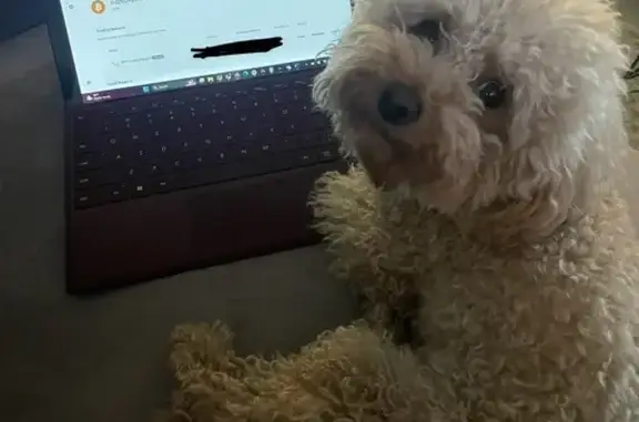 Пропала собака Рокко, Барвиха, МО