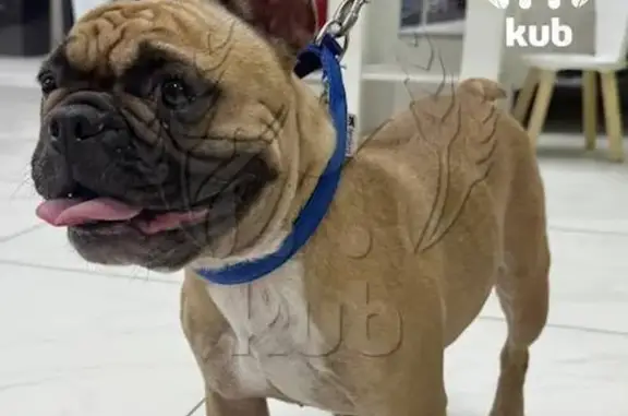 Пропали бульдоги, Средние Чубурки