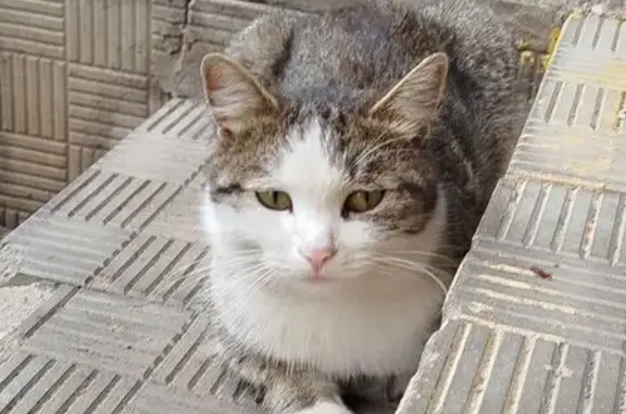 Найдена кошка, Оренбург, фото: Кошка найдена у Магнита, Просторная 21