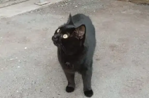 Найдена кошка, Екатеринбург, фото: Кошка найдена, ул. Фрезеровщиков, Екб