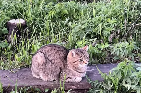 Пропал кот, ул. Пушкина, Калмаюрское СП