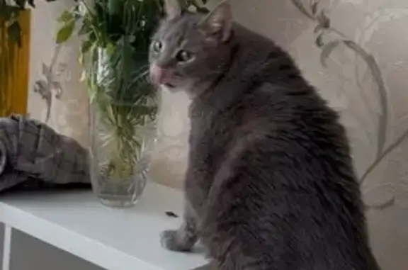 Кошки потеряшки, Санкт-Петербург, фото: Потеряшка кошка, пр. Ветеранов, 8, СПб