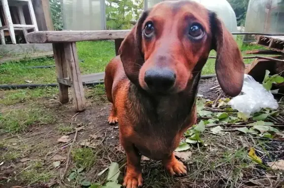 Пропала собака, Архангельская область