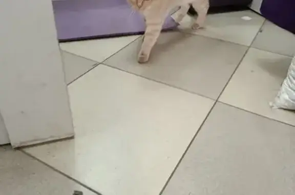 Найдена кошка, , фото: Найдена ласковая кошка, Бородина 7, Пенза