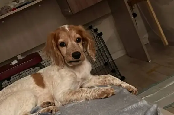 Пропала собака, ул. Орлова, Оренбург