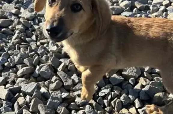 Рыжая собака найдена, Засечное, Пенза