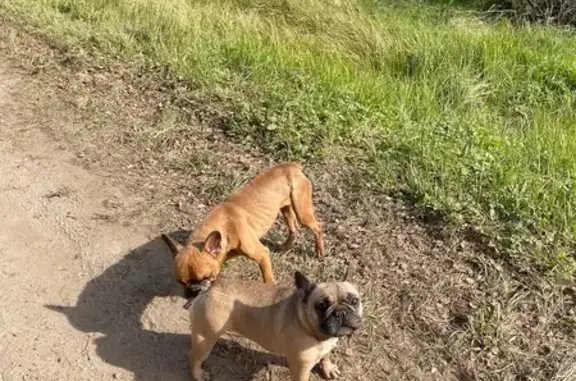 Найдена собака, Московская область, фото: Найдена собака, МО