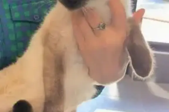 Найдена кошка, Мастрюково, фото: Кошка найдена у отеля Маяк, Мастрюково