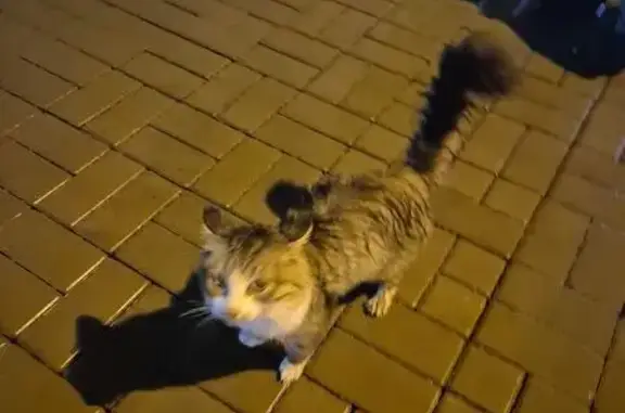 Найдена кошка, Красноярск, фото: Кошка найдена: Якорный пер., 14, Красноярск