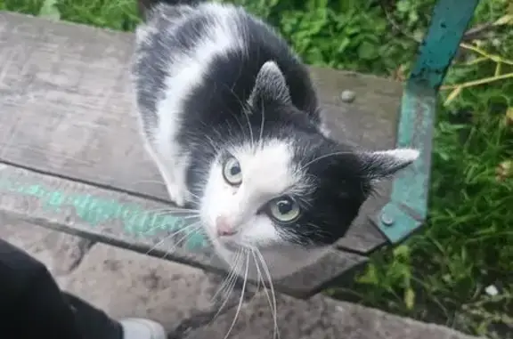 Кошка найдена на ул. Пушкина, 156, Абакан