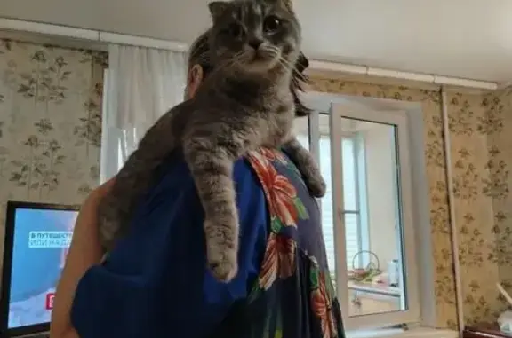 Найдена кошка, Пятигорск, фото: Серая кошка найдена: пр. Свободы, 48