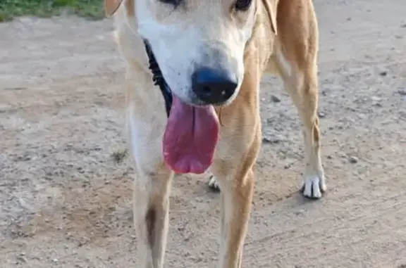 Найдена собака, Костромская область, фото: Найдена собака в Каримово, Костромская обл.